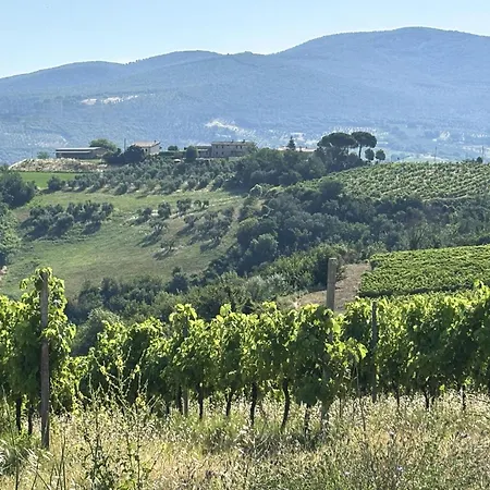 Pet Friendly In Montecchio Tr Corbara (Umbria)